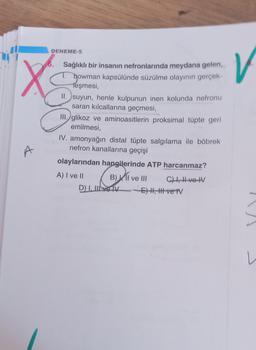 DENEME-5
6.
X
Sağlıklı bir insanın nefronlarında meydana gelen,
bowman kapsülünde süzülme olayının gerçek-
Teşmesi,
1.
II. suyun, henle kulpunun inen kolunda nefronu
saran kılcallarına geçmesi,
III. glikoz ve aminoasitlerin proksimal tüpte geri
emilmesi,
IV. amonyağın distal tüpte salgılama ile böbrek
nefron kanallarına geçişi
olaylarından hangilerinde ATP harcanmaz?
A) I ve II
B) II ve III
D) I, II IVE) I, II ve IV
H,
ve
C) I, II ve IV
V
L