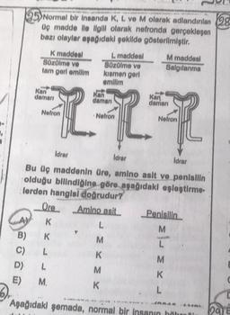 A)
B)
C)
D)
E)
Normal bir insanda K, L ve M olarak adlandırılan 28
üç madde ile ilgili olarak nefronda gerçekleşen
bazı olaylar aşağıdaki şekilde gösterilmiştir.
L maddesi
Süzülme ve
kısmen geri
emilim
Kan
Kan
damarı
damarı
717
Nefron
Idrar
Süzülme ve
K maddesl
tam geri emilim
Kan
damarı
Nefron
Idrar
Bu üç maddenin üre, amino asit ve penisilin
olduğu bilindiğine göre aşağıdaki eşleştirme-
lerden hangisi doğrudur?
Üre Amino asit
K
L
M
K
L
L
M.
K
M
K
M maddesi
Salgılanma
Nefron
Idrar
M
K
L
Penisilin
M
REY
*****
Aşağıdaki şemada, normal bir insanın böbre
DATE