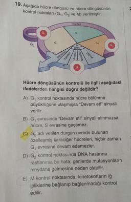 19. Aşağıda hücre döngüsü ve hücre döngüsünün
kontrol noktaları (G₁, G₂ ve M) verilmiştir.
G₁
Sitokinez
Telofaz
Interfaz
S
M
Mitoz
Anafaz
Metafaz
M
G₂
Hücre döngüsünün kontrolü ile ilgili aşağıdaki
ifadelerden hangisi doğru değildir?
A) G₁ kontrol noktasında hücre bölünme
büyüklüğüne ulaşmışsa "Devam et!" sinyali
verilir.
B) G₁ evresinde "Devam et!" sinyali alınmazsa
hücre, S evresine geçemez.
C) Go adı verilen durgun evrede bulunan
özelleşmiş karaciğer hücreleri, hiçbir zaman
G₁ evresine devam edemezler.
D) G₂ kontrol noktasında DNA hasarına
rastlanırsa bu hata, genlerde mutasyonların
meydana gelmesine neden olabilir.
E) M kontrol noktasında, kinetokorların iğ
ipliklerine bağlanıp bağlanmadığı kontrol
edilir.