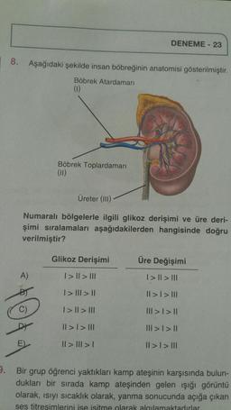 8.
A)
Aşağıdaki şekilde insan böbreğinin anatomisi gösterilmiştir.
Böbrek Atardamarı
(1)
Böbrek Toplardamarı
(11)
Üreter (III)
Numaralı bölgelerle ilgili glikoz derişimi ve üre deri-
şimi sıralamaları aşağıdakilerden hangisinde doğru
verilmiştir?
$0$1
Glikoz
DENEME - 23
Derişimi
| > || > |||
| > ||| > ||
| > || > |||
|| > | > |||
|| > ||| > |
Üre Değişimi
| > || > |||
|| > | > |||
||| > | > ||
||| > | > ||
|| > | > |||
9. Bir grup öğrenci yaktıkları kamp ateşinin karşısında bulun-
dukları bir sırada kamp ateşinden gelen işığı görüntü
olarak, ısıyı sıcaklık olarak, yanma sonucunda açığa çıkan
ses titresimlerini ise isitme olarak algılamaktadırlar