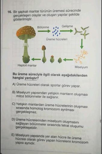 16. Bir şapkalı mantar türünün üremesi sürecinde
gerçekleşen olaylar ve oluşan yapılar şekilde
gösterilmiştir.
Bölünme
Gelişme
Üreme hücreleri
f
Jeg
Haploit mantar
Bu üreme süreciyle ilgili olarak aşağıdakilerden
hangisi yanlıştır?
A) Üreme hücreleri olara