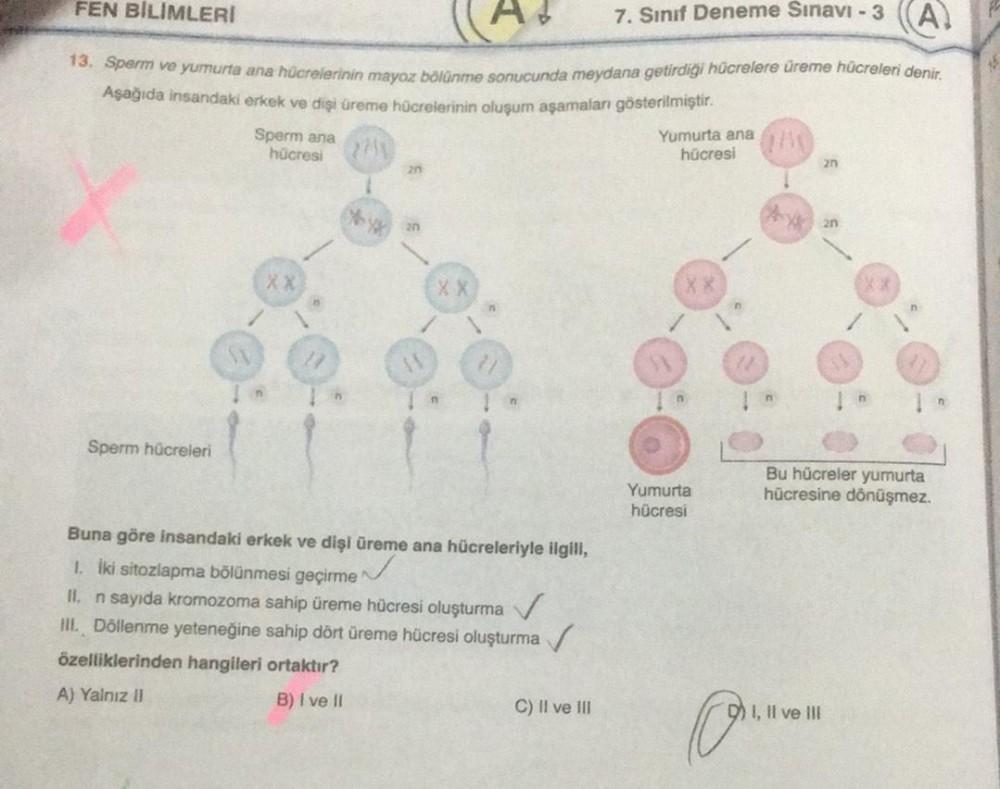 FEN BILIMLERI
A
7. Sınıf Deneme Sınavı -3 (A)
13. Sperm ve yumurta ana hücrelerinin mayoz bölünme sonucunda meydana getirdiği hücrelere üreme hücreleri denir.
Aşağıda insandaki erkek ve dişi üreme hücrelerinin oluşum aşamaları gösterilmiştir.
Sperm hücrele