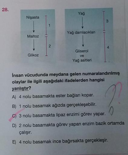 28.
Nişasta
Maltoz
Glikoz
1
2
Yağ
Yağ damlacıklan
Gliserol
ve
Yağ asitleri
3
İnsan vücudunda meydana gelen numaralandırılmış
olaylar ile ilgili aşağıdaki ifadelerden hangisi
yanlıştır?
A) 4 nolu basamakta ester bağları kopar.
B) 1 nolu basamak ağızda gerçe