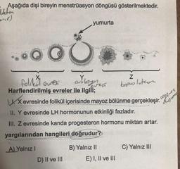 Aşağıda dişi bireyin menstrüasyon döngüsü gösterilmektedir.
Weten
A) Yalnız I
yumurta
D) II ve III
8.
Y,
or losyon
wer
folded evex
Harflendirilmiş evreler ile ilgili;
X evresinde folikül içerisinde mayoz bölünme gerçekleşir.
II. Y evresinde LH hormonunun etkinliği fazladır.
III. Z evresinde kanda progesteron hormonu miktarı artar.
yargılarından hangileri doğrudur?
B) Yalnız II
Z
kopus luteon
E) I, II ve III
C) Yalnız III
operer,
oluşumu