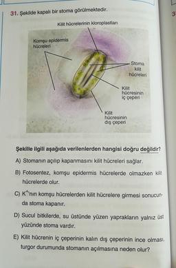 31. Şekilde kapalı bir stoma görülmektedir.
Kilit hücrelerinin kloroplastları
Komşu epidermis
hücreleri
Stoma
kilit
hücreleri
Kilit
hücresinin
iç çeperi
Kilit
hücresinin
dış çeperi
Şekille ilgili aşağıda verilenlerden hangisi doğru değildir?
A) Stomanın açılıp kapanmasını kilit hücreleri sağlar.
B) Fotosentez, komşu epidermis hücrelerde olmazken kilit
hücrelerde olur.
C) K*'nın komşu hücrelerden kilit hücrelere girmesi sonucun-
da stoma kapanır.
D) Sucul bitkilerde, su üstünde yüzen yaprakların yalnız üst
yüzünde stoma vardır.
E) Kilit hücrenin iç çeperinin kalın dış çeperinin ince olması,
turgor durumunda stomanın açılmasına neden olur?
3: