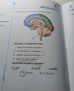 4H₂0
epkimesidir?
ve III
MIRAY YAYINLARI-
B
29. İnsan beynine ait bölümlerin görseli verilmiştir.
pr
AYT Deneme Sınavi-4
A
Buna göre, A ile gösterilen kısım,
I. dolaşım sisteminin kontrolü,V
II. kan damarlarının daralması,
D) Ill ve
III. boşaltım sisteminin kontrolü,
IV. görme ve işitme refleksi
olaylarından hangilerini denetler?
A) I ve
B) II ve III
C) ve IV
E) I, II, III ve IV
B
Fen Bi
31. Bak