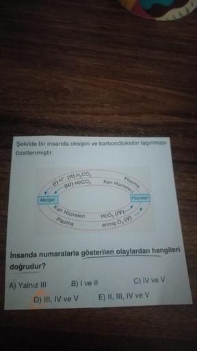 Şekilde bir insanda oksijen ve karbondioksitin taşınması
özetlenmiştir.
(1) H. (II) H₂CO
(III) HbCO,
Akciğer
A) Yalnız III
Kan Hücreleri
Plazma
B) I ve II
Plazma
Kan Hücreleri
İnsanda numaralarla gösterilen olaylardan hangileri
doğrudur?
D) III, IV ve V
Hb