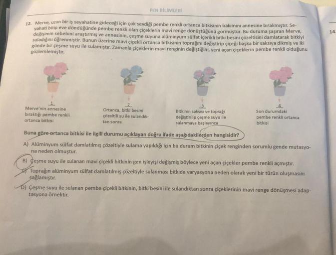 12. Merve, uzun bir iş seyahatine gideceği için çok sevdiği pembe renkli ortanca bitkisinin bakımını annesine bırakmıştır. Se-
yahati bitip eve döndüğünde pembe renkli olan çiçeklerin mavi renge dönüştüğünü görmüştür. Bu duruma şaşıran Merve,
değişimin seb