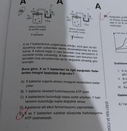 39.
A
Kabi
N₂
gazı
Civa
Glikoz çözeltisi
ve azotlu tuzlar
+
X bakterisi
B
Kabi
N₂₂
gazı
Civa
Glikoz çözeltisi
ve azotlu tuzlar
+
Yo
bakterisi
A
1Lao
X ve Y bakterilerinin çoğalmakta olduğu, azot gazı ile dol-
durulmuş olan yukarıdaki deney düzeneklerinde bir süre
sonra, A kabına bağlı U cam borudaki civa seviyesinin II
numaralı kolda yükseldiği, B kabındaki cam borunun kol-
larındaki civa seviyelerinde ise bir değişiklik olmadığı göz-
lenmiştir.
Buna göre, X ve Y bakterileri ile ilgili aşağıdaki ifade-
lerden hangisi kesinlikle doğrudur?
A) X bakterisi organik atıkları inorganik moleküllere kadar
yıkar.
B) Y bakterisi oksidatif fosforilasyonla ATP üretir.
C) X bakterisinin bulunduğu kapta asitlik artarken, Y bak-
terisinin bulunduğu kapta değişiklik olmaz.
D) X bakterisi etil alkol fermantasyonu yapmaktadır.
E) X ve Y bakterileri substrat düzeyinde fosforilasyonla
ATP üretmektedir.
40. Aşağıdaki grafile
na ihtiyaç duyar
daki A ve B ca
verilmiştir.
DOLU VE FEN LİSESİ
AA türü birey sm
Grafiklere
I. A tür
gibi
II. B tü
pot
III. Bu
ifadele
A) Yaln