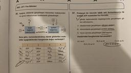 A
2022-AYT/Fen Bilimleri
35. Aşağıda, bitkilerde gerçekleşen fotosentez reaksiyonları-
nin genel mekanizması özetlenerek gösterilmiştir.
02
Işık.
A)
B)
C
D)
İşığa
bağımlı
reaksiyonlar →NADPH
2
1
ATP
Buna göre, numaralandırılmış olarak gösterilen mole-
küller aşağıdakilerden hangisinde doğru verilmiştir?
CO₂
H₂O
Glikoz
H₂OV
2
Glikoz
ATP
ATP
H₂O
ATP
3
Işıktan
bağımsız
reaksiyonlar
3
CO₂
H₂O
CO₂
ATP
Glikoz
4
H₂OV
Glikoz
Glikoz
CO₂
CO₂
RI
37. Prokaryot bir hücrede laktik asit fermantasyonu ile
üretilen ATP molekülleri bu hücrede,
V glikoliz tepkimelerinin başlangıcında gerçekleşen gli-
koz aktivasyonu,
II. sitoplazmada gerçekleşen glikojen sentezi,
III. ribozomlarda gerçekleşen protein sentezi,
IV. hücre zarında gerçekleşen aktif taşıma
olaylarından hangilerinde harcanabilir?
A) I ve II
D) II, III ve IV
B) II ve III
C) III ve IV
E) I, II, III ve TV