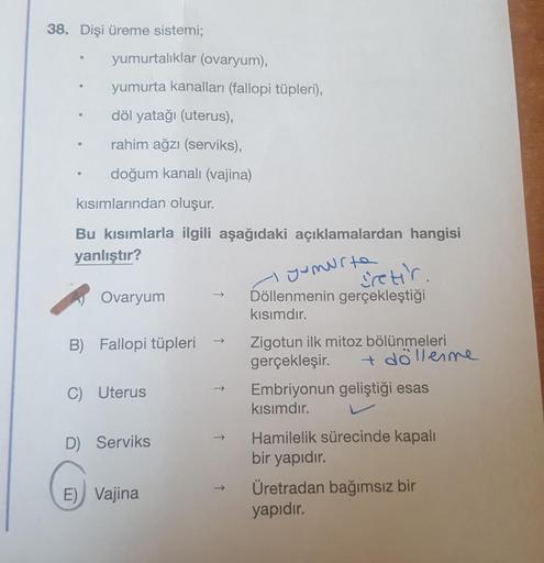 38. Dişi üreme sistemi;
yumurtalıklar (ovaryum),
yumurta kanalları (fallopi tüpleri),
döl yatağı (uterus),
rahim ağzı (serviks),
doğum kanalı (vajina)
kısımlarından oluşur.
Bu kısımlarla ilgili aşağıdaki açıklamalardan hangisi
yanlıştır?
yumurta
Ovaryum
B)