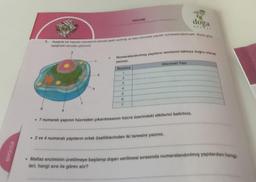 ONOXI
doga
1. Aşağıda bir hayvan hücresinin temsili şekli verilmiş ve bazı hücresel yapilar numaralandinimiştir. Buna göre
aşağıdaki soruları çözünüz.
Numaralandırılmış yapıların isimlerini tabloya doğru olarak
yazınız.
Numara
1
2
3
4
5
6
HÜCRE
7
Hücresel Yapı
• 7 numaralı yapının hücreden çıkarılmasının hücre üzerindeki etkilerini belirtiniz.
• 2 ve 4 numaralı yapıların ortak özelliklerinden iki tanesini yazınız.
• Maltaz enziminin üretilmeye başlanıp dışarı verilmesi sırasında numaralandırılmış yapılardan hangi
leri, hangi sıra ile görev alır?