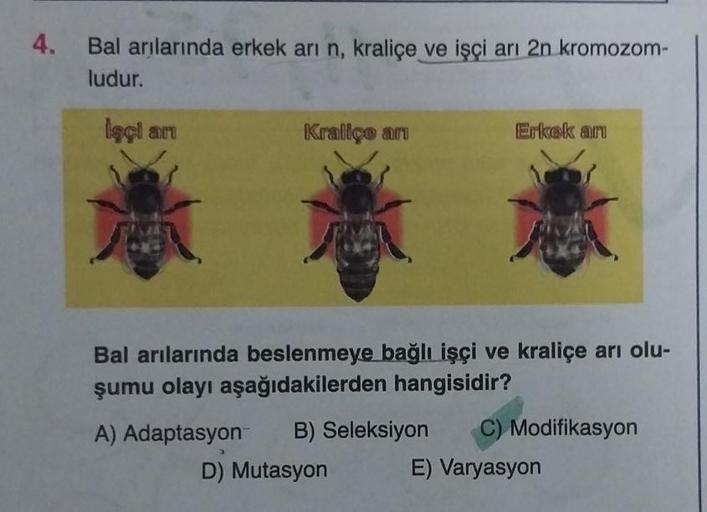 4.
Bal arılarında erkek arı n, kraliçe ve işçi arı 2n kromozom-
ludur.
İşçi an
Kraliçe an
Erkek anı
Bal arılarında beslenmeye bağlı işçi ve kraliçe arı olu-
şumu olayı aşağıdakilerden hangisidir?
A) Adaptasyon B) Seleksiyon
D) Mutasyon
Modifikasyon
E) Vary