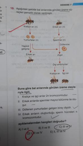 ir
ce
la
t-
a-
nit
re,
DENEME 7
19. Aşağıdaki şekilde bal arılarında görülen üreme sü-
hebreçleri şematik olarak verilmiştir.
sal metab
Kraliçe arı (n)
Yumurtalar (n)
hust nobon
bei Hansto
and
Haploit
gelişme
auto Spermler (n)
Pressop ninnellbed Döllenme
E