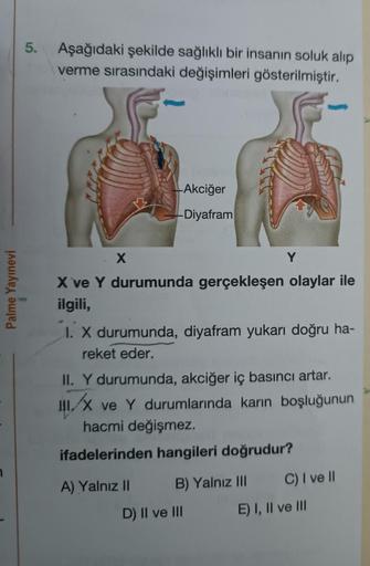 Palme Yayınevi
5.
Aşağıdaki şekilde sağlıklı bir insanın soluk alıp
verme sırasındaki değişimleri gösterilmiştir.
X
-Akciğer
Diyafram
X ve Y durumunda gerçekleşen olaylar ile
ilgili,
A) Yalnız II
1. X durumunda, diyafram yukarı doğru ha-
reket eder.
Y
II. 