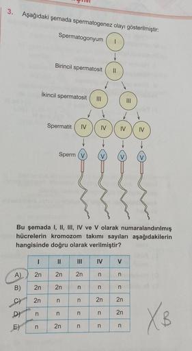 3. Aşağıdaki şemada spermatogenez olayı gösterilmiştir:
-
3
A)
2n
B) 2n
2n
D) n
E)
Spermatogonyum
n
Birincil spermatosit ||
İkincil spermatosit |||
Spermatit IV
Sperm
Bu şemada I, II, III, IV ve V olarak numaralandırılmış
hücrelerin kromozom takımı sayılar