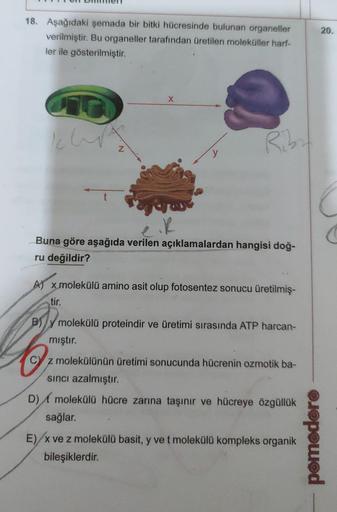 18. Aşağıdaki şemada bir bitki hücresinde bulunan organeller
verilmiştir. Bu organeller tarafından üretilen moleküller harf-
ler ile gösterilmiştir.
X
Riby
.K
Buna göre aşağıda verilen açıklamalardan hangisi doğ-
ru değildir?
A) x molekülü amino asit olup 