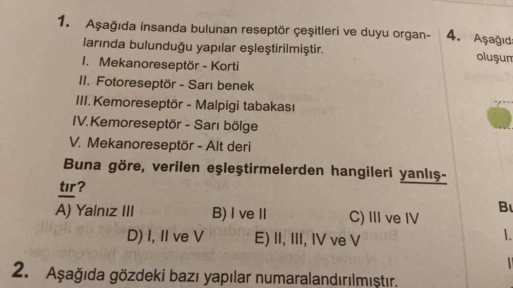 Dil Reseptoru 2. 1. Aşağıda insanda bulunan reseptör çeşitleri ve duyu organ- larında ...