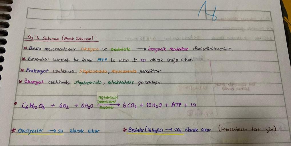 A
02'li Solunum (Aerob Solunum) :
* Besin monomerlerinin oksijen ve enzimlede - inorganik madellere dönüştürülmesidir.
* Besindeki enerjinin bir kısmı ATP bir kısmı da ısı olarak açığa çıkar.
* Prokaryot canlılarda Stoplazmado, mezozonda gerçekleşir.
ökary