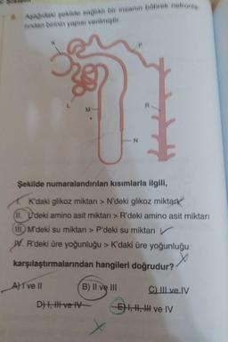 Aşağıdaki şekikle sağlıklı bir insanın böbrek nefronta
nodan birinin yapısı verilmiştir.
A ve II
M
Şekilde numaralandırılan kısımlarla ilgili,
K'daki glikoz miktarı > N'deki glikoz miktar
'deki amino asit miktarı > R'deki amino asit miktarı
111M'deki su miktarı > P'deki su miktarı V
W. R'deki üre yoğunluğu > K'daki üre yoğunluğu
karşılaştırmalarından hangileri doğrudur?
B) II ve III
D) I, II ve IV
N
C) IlIl ve IV
E) I, II, III ve IV