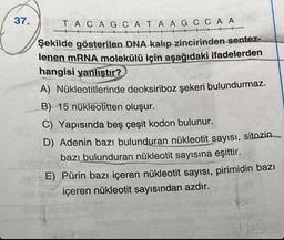 37.
TACAGCATAAGCCAA
Şekilde gösterilen DNA kalıp zincirinden sentez-
lenen mRNA molekülü için aşağıdaki ifadelerden
hangisi yanlıştır?
A) Nükleotitlerinde deoksiriboz şekeri bulundurmaz.
B) 15 nükleotitten oluşur.
C) Yapısında beş çeşit kodon bulunur.
D) Adenin bazı bulunduran nükleotit sayısı, sitozin.
bazı bulunduran nükleotit sayısına eşittir.
he
38E) Pürin bazı içeren nükleotit sayısı, pirimidin bazı
içeren nükleotit sayısından azdır.
INIDGVIE
Ups