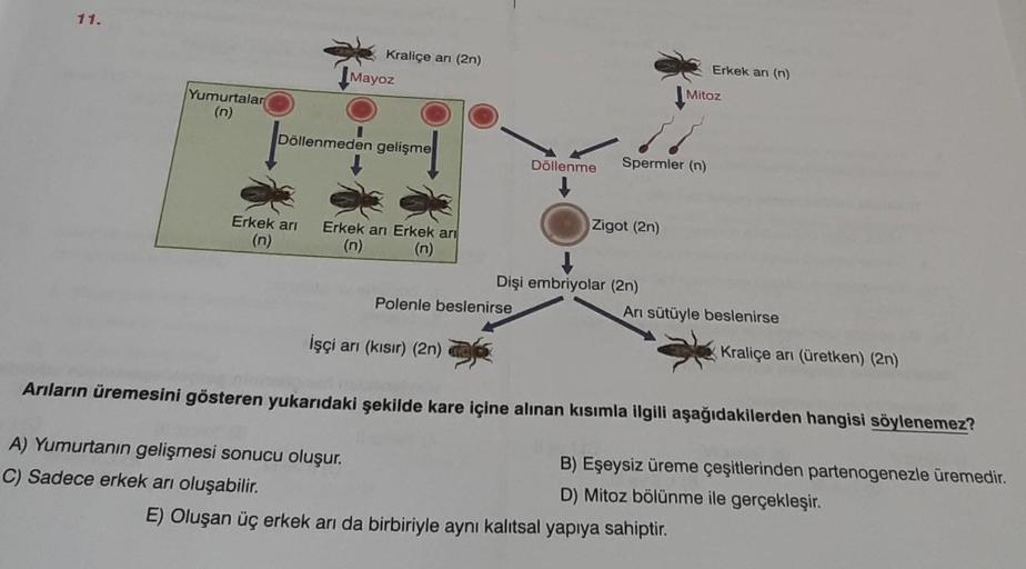 11.
Yumurtalar
Erkek arı
(n)
Kraliçe an (2n)
Döllenmeden gelişme
Mayoz
Erkek arı Erkek arı
(n) (n)
A) Yumurtanın gelişmesi sonucu oluşur.
C) Sadece erkek arı oluşabilir.
İşçi arı (kısır) (2n)
Polenle beslenirse
Döllenme Spermler (n)
Zigot (2n)
Dişi embriyo