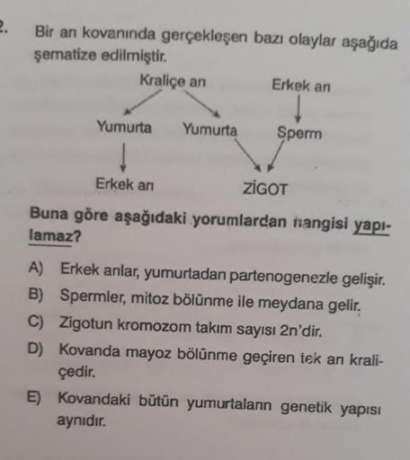 2.
Bir an kovanında gerçekleşen bazı olaylar aşağıda
şematize edilmiştir.
Kraliçe an
Yumurta
↓
Erkek arı
Yumurta
Erkek an
Sperm
ZIGOT
Buna göre aşağıdaki yorumlardan hangisi yapı-
lamaz?
A) Erkek anlar, yumurtadan partenogenezle gelişir.
B) Spermler, mitoz