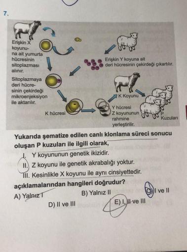 7.
Erişkin X
koyunu-
na ait yumurta
hücresinin
sitoplazması
alınır.
Sitoplazmaya
deri hücre-
sinin çekirdeği
mikroenjeksiyon
ile aktarılır.
K hücresi
Erişkin Y koyuna ait
deri hücresinin çekirdeği çıkartılır.
K Koyunu
D) II ve III sin
Y hücresi
Z koyununun