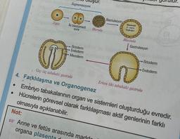 ●
Zigot
oluşur.
Segmentasyon
İki blastomerli
evre
Ektoderm
- Endoderm
Mezoderm
Morula
(D
Geç (üç tabakalı) gastrula
4. Farklılaşma ve Organogenez
nonsteopor
Anne ve fetüs arasında maddo
organa plasenta
Blastulasyon
Blastosõl
(1. kann
boşluğu)
Blastula
Gastrulasyon
Erken (iki tabakalı) gastrula
a
Ektoderm
Endoderm
(3
unles
Olavidic
Embriyo tabakalarının organ ve sistemleri oluşturduğu evredir.
Hücrelerin görevsel olarak farklılaşması aktif genlerinin farklı
olmasıyla açıklanabilir.
Not: