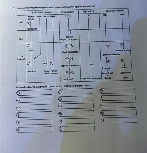 3. Insanın sindirim kanalında gerçekleşen hidroliz reaksiyonları aşağıda gösterilmiştir.
Karbonhidrat sindirimi
Protein sindirimi
Yağ sindirimi
Yağ
Nişasta, Maltoz Sükroz Laktoz
Glikojen
1
Ince
bağırsak
10
Ağız
13
Mide
(16)
Dekstrinler
2
Maltoz
Glikozlar
G