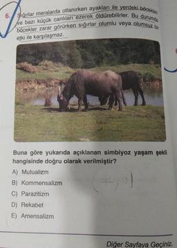 6. Sığırlar meralarda otlanırken ayakları ile yerdeki böcekleri
Ne bazı küçük canlıları ezerek öldürebilirler. Bu durumda
böcekler zarar görürken sığırlar olumlu veya olumsuz bir
etki ile karşılaşmaz.
Buna göre yukarıda açıklanan simbiyoz yaşam şekli
hangisinde doğru olarak verilmiştir?
-jo)
A) Mutualizm
B) Kommensalizm
C) Parazitizm
D) Rekabet
E) Amensalizm
Diğer Sayfaya Geçiniz.