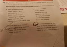 12. Şair, dizelerinde belli bir amaca yönelmiş olmaksızın salt yaşama karşı gösterilen, yaşıyor olmak-
tan duyulan coşkulu hoşnutluğunu dile getirmektedir.
Aşağıdakilerden hangisi, bu cümlede şiir anlayışı verilen şairin bir şiirinden alınmış olamaz?
A) Adam yaşama sevinci içinde
Masaya anahtarını koydu
Bakır kâseye çiçeklerini koydu
Sütünü, yumurtasını koydu
Pencereden gelen ışığı koydu
Bisiklet sesini, çıkrık sesini
Ekmeğin, havanın yumuşaklığını koydu
Rabbim, bir gök verdin ki bizlere
Rahatlar kalbimiz her an yeniliğinden
O kadar sade, aydınlık, sonsuz
O kadar kendiliğinden
B) Potinlerime ve paltoma
Teşekkür etmeliyim
Teşekkür etmeliyim yağan kara
Kara bastığım için şükür
Şükür, gökyüzüne ve toprağa
İsmini bilmediğim yıldızlara
Suya ve ateşe hamdolsun
D) mevsimiyle insanı ayrı ayrı saran
Bunca güzelliği nasıl koyup gideceğiz
Yaman çalacak o çalmayası saat yaman
Geçmiş ola, bir kez yumuldu mu gözlerimiz