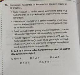 33. Canllardaki fotosentez ve kemosentez olaylarını inceleyen
bir araştinci,
Suda yaşayan X canlisi klorofil pigmentine sahip olup
karbondioksit ve suyu kullanarak organik madde sentez-
lemektedir.
Nitriti nitrata dönüştüren Y canlısı elde ettiği enerji ile or-
tamdaki karbondioksiti ve suyu kullanarak organik mad-
de sentezlemektedir.
• Enerji kaynağı olarak güneş enerjisini kullanan Z canlisi
hidrojen kaynağı olarak hidrojen sülfürü kullanmaktadır.
Karada yaşayan T canlisi stroma sivisinda ATP lerin de-
fosforilasyonu ile açığa çıkan enerji yardımıyla karbondi-
oksit lle NADPH'ın hidrojenlerini birleştirip fosfogliseral-
dehit molekülünü sentezlemektedir.
X, Y, Z ve T canlılarından hangilerinin prokaryot ototrof
olduğunu kesin söyler?
A) Yalnız Z
B) X ve Y
D) Y ve Z
C) X ve T
E) X, Z ve T