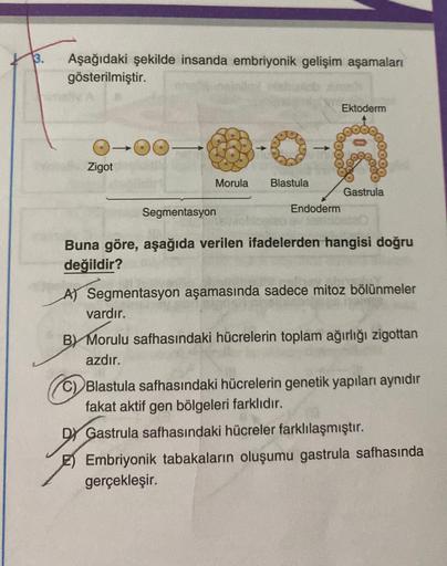 13.
Aşağıdaki şekilde insanda embriyonik gelişim aşamaları
gösterilmiştir.
O
Zigot
Morula Blastula
Segmentasyon
->>>
IG
Endoderm
Ektoderm
Gastrula
Buna göre, aşağıda verilen ifadelerden hangisi doğru
değildir?
A) Segmentasyon aşamasında sadece mitoz bölünm