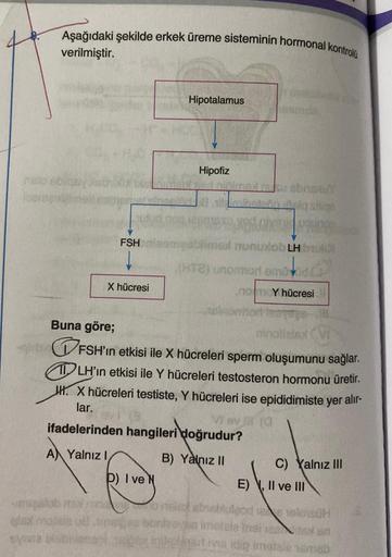 Aşağıdaki şekilde erkek üreme sisteminin hormonal kontrolü
verilmiştir.
kempalm
FSH nisom
X hücresi
P) I ve
Hipotalamus
migalob mol ramavi
ex
Hipofiz
blimsol nununtob LH bu
(HT2) unomori emo
Buna göre;
girlFSH'ın etkisi ile X hücreleri sperm oluşumunu sağl