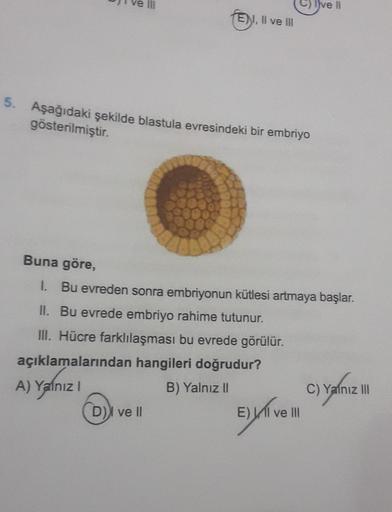 B
ENI, II ve III
5. Aşağıdaki şekilde blastula evresindeki bir embriyo
gösterilmiştir.
D) ve Il
C) Ive II
Buna göre,
I. Bu evreden sonra embriyonun kütlesi artmaya başlar.
II. Bu evrede embriyo rahime tutunur.
III. Hücre farklılaşması bu evrede görülür.
aç