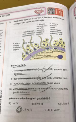 K GELİŞİM
zinin
mun
mu?
W
ok
Biyoloji
Aşağıda bir spermin yumurtayı döllenmesi s
çekleşen bazı olaylar gösterilmiştir.
1. Sperm
folikül hücresi
=1.8
reseptör
moleküllere
bağlanır.
3. Spermin
zar porteinleri
yumurta
2. Akrozomdan
zarındaki
zona pellusidaya 