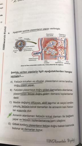 ması,
eşit
de
III
FUNDAmentals Biyoloji
Aşağıdaki şekilde plasentanın yapısı verilmiştir.
Fetus
Amnlyon
SIVIS
Amniyon
zari
2 aylık
Plasenta
Uterus
Göbek kordonu
Göbek kordonu
atardamarları
Göbek kordonu
toplardamarı
Plasentanın
fetus tarafı
Plasentanın
ann