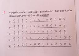 9. Aşağıda verilen nükleotit zincirlerden hangisi kesin
9.
olarak DNA molekülüne ait olamaz?
CAACGCATAC G
+
+
A) ++
B) +++
C) +++
D) +++
E) +++
+
ATAG G C CAG CA
++
CGAAGCCAACGGA
+++
GGC
++
+
AAC
+||+
++
GCCAATAA GCTAGG
+11
++
++
AGCCAGGUA AGG CA
++