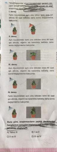 19. "Modifikasyonlar vücut hücrelerindeki genlerin işle-
yişini etkiler mi?" sorusuna cevap arayan bir grup
araştırmacı asağıdakroenevler yapıyorlar
I. deney
Farklı büyüklükteki aynı cins bitkiyi farklı renk ışık
altında 60 saat bekletip daha sonra değişim