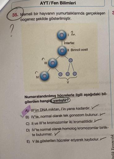 AYT/Fen Bilimleri
35. Memeli bir hayvanın yumurtalıklarında gerçekleşen
oogenez şekilde gösterilmiştir.
?
IV
I
2n
Interfaz
Il Birincil oosit
Numaralandırılmış hücrelerle ilgili aşağıdaki bil-
gilerden hangisi yanlıştır?
A) Ill'ün DNA miktarı, l'in yarısı k