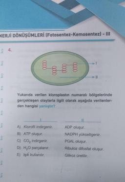 NERJİ DÖNÜŞÜMLERİ (Fotosentez-Kemosentez) - III
bry
bry
bey
E
bry
- 11
Yukarıda verilen kloroplastın numaralı bölgelerinde
gerçekleşen olaylarla ilgili olarak aşağıda verilenler-
den hangisi yanlıştır?
A) Klorofil indirgenir.
B) ATP oluşur.
C) CO₂ indirgenir.
D) H₂O parçalanır.
E) Jşık kullanılır.
ADP oluşur.
NADPH yükseltgenir.
PGAL oluşur.
Ribuloz difosfat oluşur.
Glikoz üretilir.