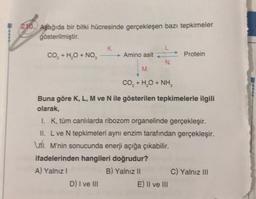 210. Aşağıda bir bitki hücresinde gerçekleşen bazı tepkimeler
gösterilmiştir.
CO₂ + H₂O + NO,
K
Amino asit
D) I ve III
N
M
CO, + HẠO + NH
Buna göre K, L, M ve N ile gösterilen tepkimelerle ilgili
olarak,
Protein
I. K, tüm canlılarda ribozom organelinde gerçekleşir.
II. L ve N tepkimeleri aynı enzim tarafından gerçekleşir.
Ul. M'nin sonucunda enerji açığa çıkabilir.
ifadelerinden hangileri doğrudur?
A) Yalnız I
B) Yalnız II
E) II ve III
C) Yalnız III