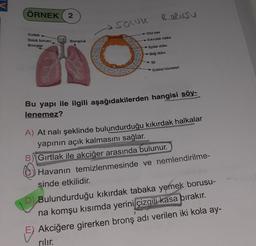 ÖRNEK 2
Gırtlak
Soluk borusu
Sowle
Bronscuk
GO
Bronşlar
BORUSU
Düz kas
Kıkırdak halka
Epitel doku
Bağ doku
Sil
Goblet hücreleri
Bu yapı ile ilgili aşağıdakilerden hangisi söy-
lenemez?
A) At nalı şeklinde bulundurduğu kıkırdak halkalar
yapının açık kalmasını sağlar.
B) Gırtlak ile akciğer arasında bulunur.
Havanın temizlenmesinde ve nemlendirilme-
sinde etkilidir.
D) Bulundurduğu kıkırdak tabaka yemek borusu-
na komşu kısımda yerini çizgili kasa bırakır.
Akciğere girerken bronş adı verilen iki kola ay-
rılır.
E