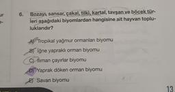 ur
e-
6.
Bozayı, sansar, çakal, tilki, kartal, tavşan ve böcek tür-
leri aşağıdaki biyomlardan hangisine ait hayvan toplu-
luklarıdır?
Tropikal yağmur ormanları biyomu
B) iğne yapraklı orman biyomu
C) liman çayırlar biyomu
D) Yaprak döken orman biyomu
E Savan biyomu
13