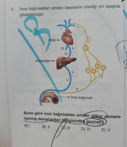 6. İnce bağırsaktan emilen besinlerin izlediği yol aşağıda
gösterilmiştir.
B
Kalp
Karaciğer
III
IV
V
→İnce bağırsak
O
Buna göre ince bağırsaktan emilen glikoz pumara-
lianmış damarlardan hangisinden geçmez
A) I
B) II
|||
D) IV
E) V