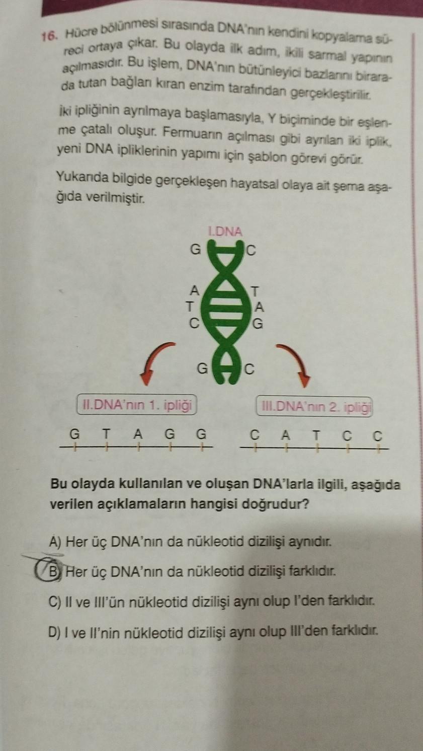 16. Hücre bölünmesi sırasında DNA'nin kendini kopyalama sü-
reci ortaya çıkar. Bu olayda ilk adım, ikili sarmal yapının
açılmasıdır. Bu işlem, DNA'nın bütünleyici bazlanını birara-
da tutan bağlanı kıran enzim tarafından gerçekleştirilir.
İki ipliğinin ayr