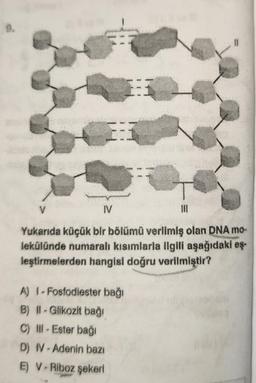 2:3
IV
Yukarıda küçük bir bölümü verilmiş olan DNA mo-
lekülünde numaralı kısımlarla ilgili aşağıdaki eş-
leştirmelerden hangisi doğru verilmiştir?
A) 1-Fosfodiester bağı
B) Il-Glikozit bağı
C) Ill-Ester bağı
D) IV-Adenin bazı
E) V-Riboz şekeri