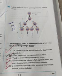 sü-
ru
an
en
Aşağıda sağlıklı bir bireyde spermatogenez olayı şematize
edilmiştir.
=
Spermatogonium
(2n)
X
Y
3-B
N
Spermatogenez süreci ile ilgili seçeneklerde verilen açık-
Tamalardan hangisi doğru değildir?
A) I ve II numaralı evreler testislerde seminifer tüpçüklerinde
gerçekleşir.
BX ve Y hücrelerinde kromozomlar iki kromatitlidir.
C) Y ve Z hücrelerinin kromozom sayıları aynıdır.
b) III numaralı evrede hücrelerin farklılaşmasını sertoli hüc-
relerinden salgılanan testosteron hormonu sağlar.
E) Z hücreleri taşıdığı mitokondriler sayesinde dişi üreme sis-
teminde aktif hareket eder.
4-D