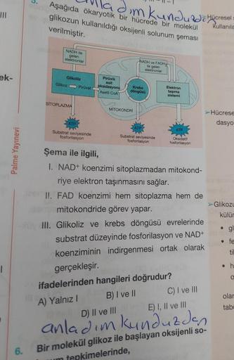 |||
ek-
1
Palme Yayınevi
6.
Aşağıda ökaryotik bir hücrede bir molekül
glikozun kullanıldığı oksijenli solunum şeması
verilmiştir.
NADH ile
gelen
elektronlar
Glikoliz
Glikoz Piruvat
SITOPLAZMA
ladım kunduzda Hücresel
kullanıla
Substrat seviyesinde
fosforila
